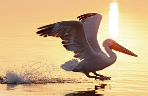 Lake Kerkini Prints: Dalmatian Pelican (Pelecanus crispus) landing on Lake Kerkini, at sunrise, Northern Greece