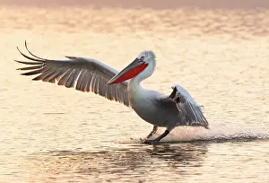 Lake Kerkini Prints: Dalmatian Pelican (Pelecanus crispus) landing on Lake Kerkini, at sunrise, Northern Greece