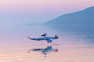 Lake Kerkini Prints: Dalmatian Pelican (Pelecanus crispus) landing on Lake Kerkini, at dawn, Northern Greece