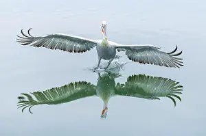 Lake Kerkini Prints: Dalmatian Pelican (Pelecanus crispus) landing on Lake Kerkini, Northern Greece