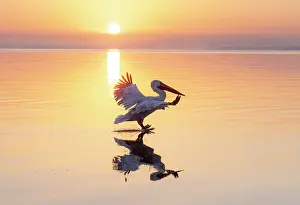 Lake Kerkini Prints: Dalmatian Pelican (Pelecanus crispus) landing on Lake Kerkini at sunrise, Northern Greece