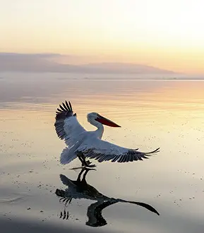 Lake Kerkini Prints: Dalmatian Pelican (Pelecanus crispus) landing on Lake Kerkini at sunrise, Northern Greece