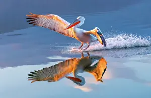 Lake Kerkini Prints: Dalmatian Pelican (Pelecanus crispus) landing on Lake Kerkini at sunrise, Northern Greece