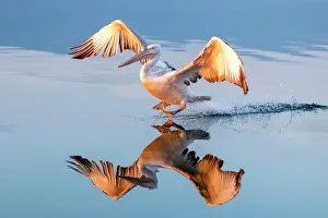 Lake Kerkini Prints: Dalmatian Pelican (Pelecanus crispus) landing on Lake Kerkini at sunrise, Northern Greece