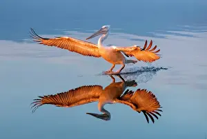 Lake Kerkini Prints: Dalmatian Pelican (Pelecanus crispus) landing on Lake Kerkini at sunrise, Northern Greece