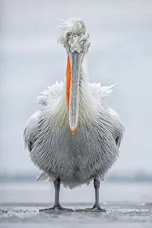 Climate Prints: Dalmatian Pelican (Pelecanus crispus) standing on ice on frozen Lake Kerkini