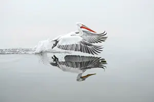 Lake Kerkini Prints: Dalmatian Pelican (Pelecanus crispus) taking off from Lake Kerkini, Greece, February 2014