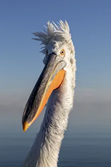 Images Dated 11th February 2020: A Dalmatian pelican poses on lake Kerkini, Lake Kerkini National Park, Serres, Greece