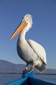 Images Dated 11th February 2020: A Dalmatian pelican sits on the front of a blue boat at lake Kerkini