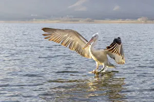 Serres Prints: Dalmatian pelican speads its wings, Lake Kerkini National Park, Serres, Greece