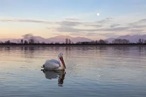 Images Dated 11th February 2020: One Dalmatian pelican swims on lake Kerkini as the moon rises, Lake Kerkini National Park
