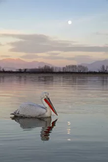 Images Dated 11th February 2020: One Dalmatian pelican swims on lake Kerkini as the moon rises, Lake Kerkini National Park