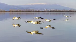 Images Dated 25th March 2022: Dalmatian pelicans fly in formation, Lake Kerkini National Park, Serres, Greece
