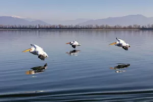 Images Dated 11th February 2020: Three Dalmatian pelicans fly on Lake Kerkini, Lake Kerkini National Park, Serres, Greece
