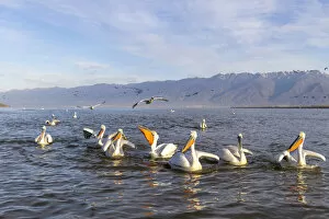 Images Dated 25th March 2022: Dalmatian pelicans, Lake Kerkini National Park, Serres, Greece