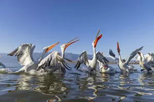 Images Dated 25th March 2022: Dalmatian pelicans, Lake Kerkini National Park, Serres, Greece