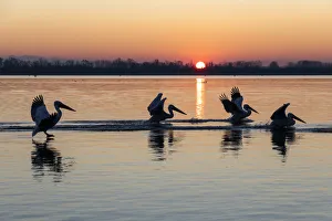 Images Dated 11th February 2020: Dalmatian pelicans land on Lake Kerkini at sunrise, Lake Kerkini National Park, Serres