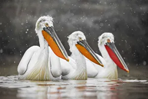 Group Gallery: Dalmatian Pelicans (Pelecanus crispus), Lake Kirkini, Greece