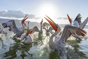Lake Kerkini Prints: Dalmatian Pelicans (Pelecanus crispus), in a feeding frenzy, Lake Kerkini, Northern Greece