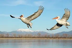 Lake Kerkini Prints: Two Dalmatian Pelicans (Pelecanus crispus) in flight over Lake Kerkini, Greece