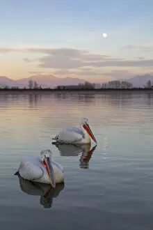 Images Dated 11th February 2020: Two Dalmatian pelicans swim on lake Kerkini as the moon rises, Lake Kerkini National Park