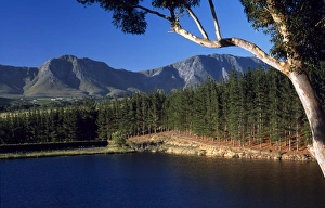 Viniculture Prints: Dam holds water to irrigate Hamilton Russell