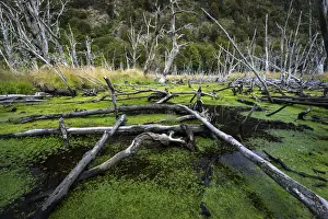 Dams Prints: Damaged trees making beaver dams in marsh at Tierra del Fuego National Park, Tierra