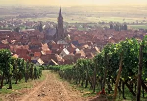 French Wine Regions Gallery: Dambach-la-Ville