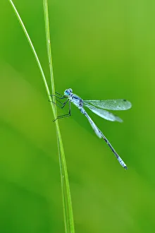 Lakeshores Prints: Damselfly perched on marsh grasses at dusk, Waterton Lakes National Park, Alberta, Canada
