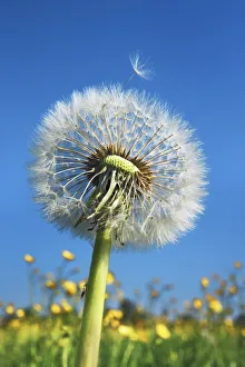 Munich Gallery: Dandelion blowball - Germany, Bavaria, Upper Bavaria, Munich, Sauerlach, Arget