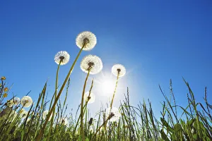 Munich Prints: Dandelion blowball and sun - Germany