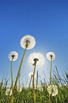 Farm Land Prints: Dandelion blowball and sun - Germany