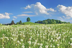 Farm Land Prints: Dandelion clock meadow with lime tree - Germany, Bavaria, Upper Bavaria
