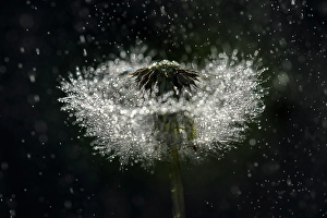 Plants Prints: Dandelion, Shuswap, British Columbia, Canada