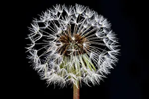 Head Prints: Dandelions flowers with black background