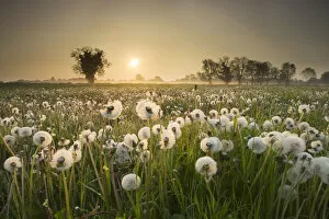 Images Dated 24th March 2021: Dandelions in the mist, Launton, Oxford, Oxfordshire, England, UK