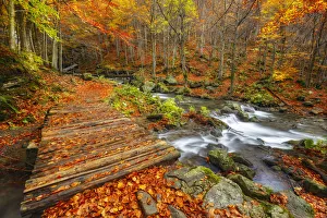 Beeches Prints: Dardagna river, Corno Alle Scale Regional Park, Lizzano in Belvedere, Bologna province
