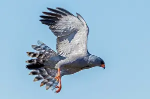 Flight Prints: Dark chanting goshawk in flight, Zimanga Private Game Reserve, KwaZulu Natal, South Africa