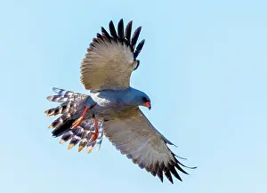 Flight Prints: Dark chanting goshawk in flight, Zimanga Private Game Reserve, KwaZulu Natal, South Africa