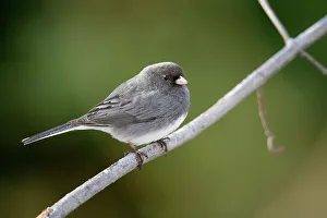 Suburban Prints: Dark-eyed Junco (Junco hyemalis), Greater Sudbury, Ontario, Canada