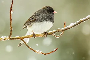 Juncos Prints: Dark-eyed junco (Junco hyemalis), Greater Sudbury, Ontario, Canada