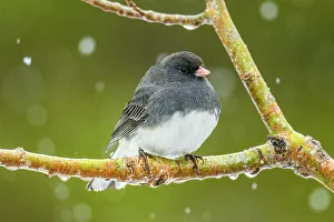 Juncos Prints: Dark-eyed junco (Junco hyemalis), Greater Sudbury, Ontario, Canada