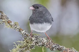 Horizontal Image Prints: Dark-eyed Junco (Junco hyemalis), Ontario, Canada