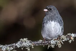 Juncos Prints: Dark-eyed junco (Junco hyemalis), Ontario, Canada