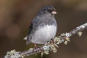 Juncos Prints: Dark-eyed junco (Junco hyemalis), Ontario, Canada