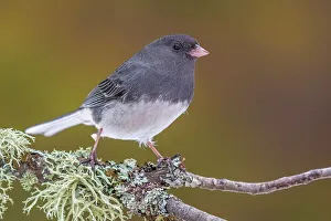 Juncos Prints: Dark-eyed Junco (Junco hyemalis), Ontario, Canada