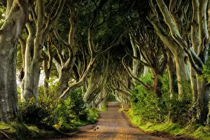 Avenue Gallery: The Dark Hedges. An avenue of 300 year old beech trees situated along Bregagh Road near Stanocum
