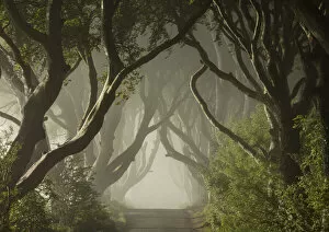 Images Dated 24th March 2021: The Dark Hedges, Ballymoney, Northern Ireland, UK