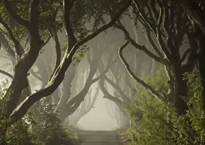 The Dark Hedges, Ballymoney, Northern Ireland, UK