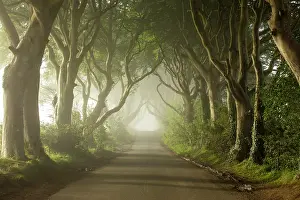 Antrim Prints: The Dark Hedges, Ballymoney, Northern Ireland, UK